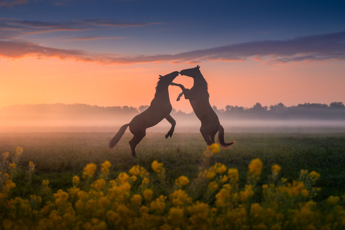 Dancing Horses