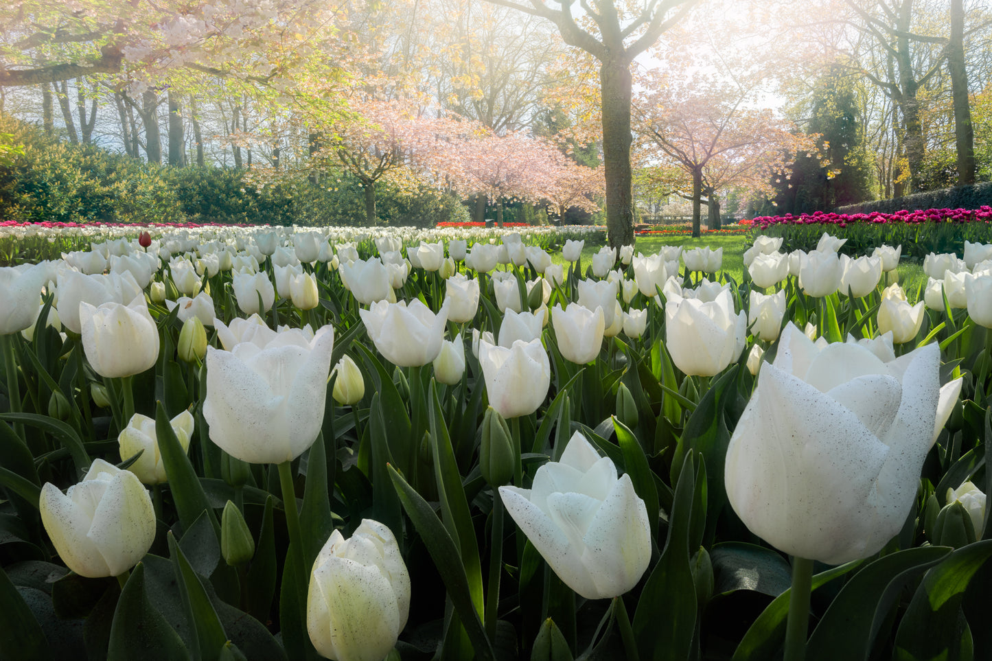 Empty Keukenhof Series #14