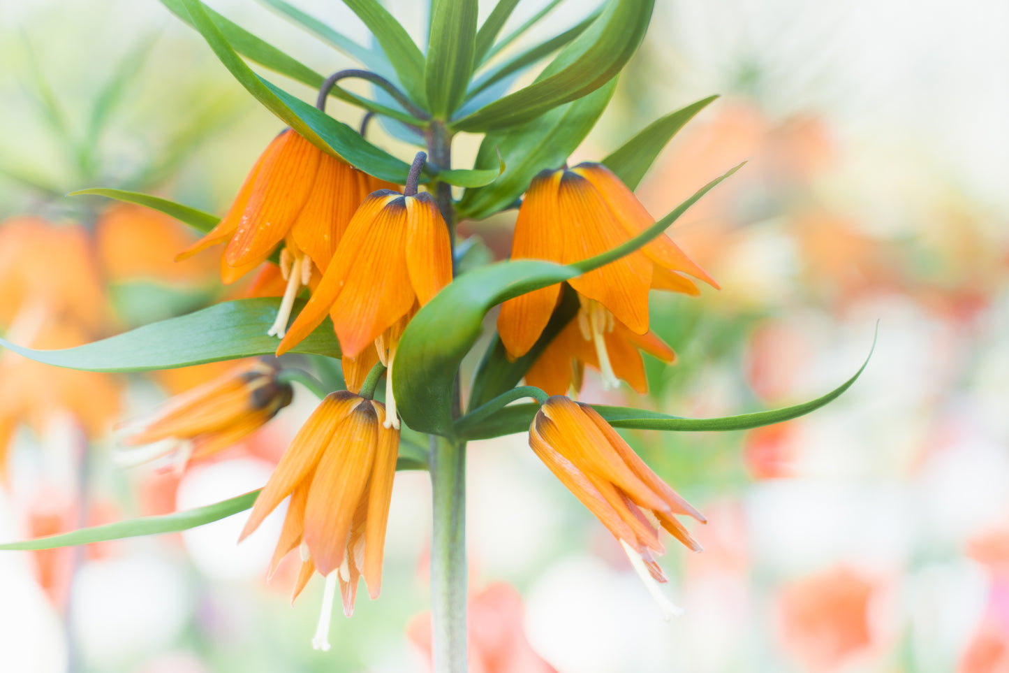 Empty Keukenhof Series #15