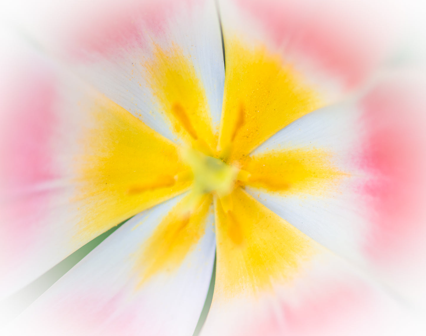 Empty Keukenhof Series #23