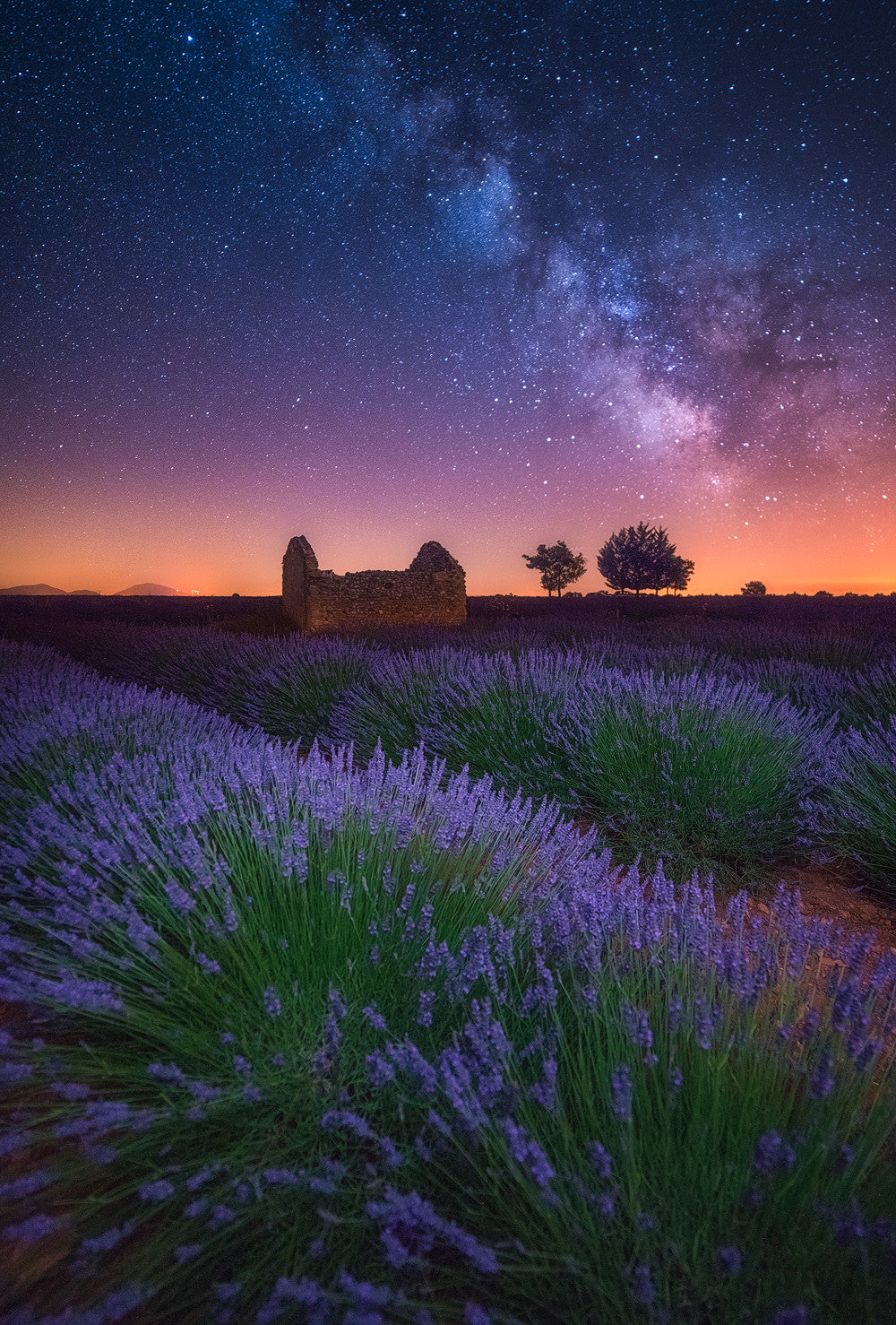 A Lavender Night