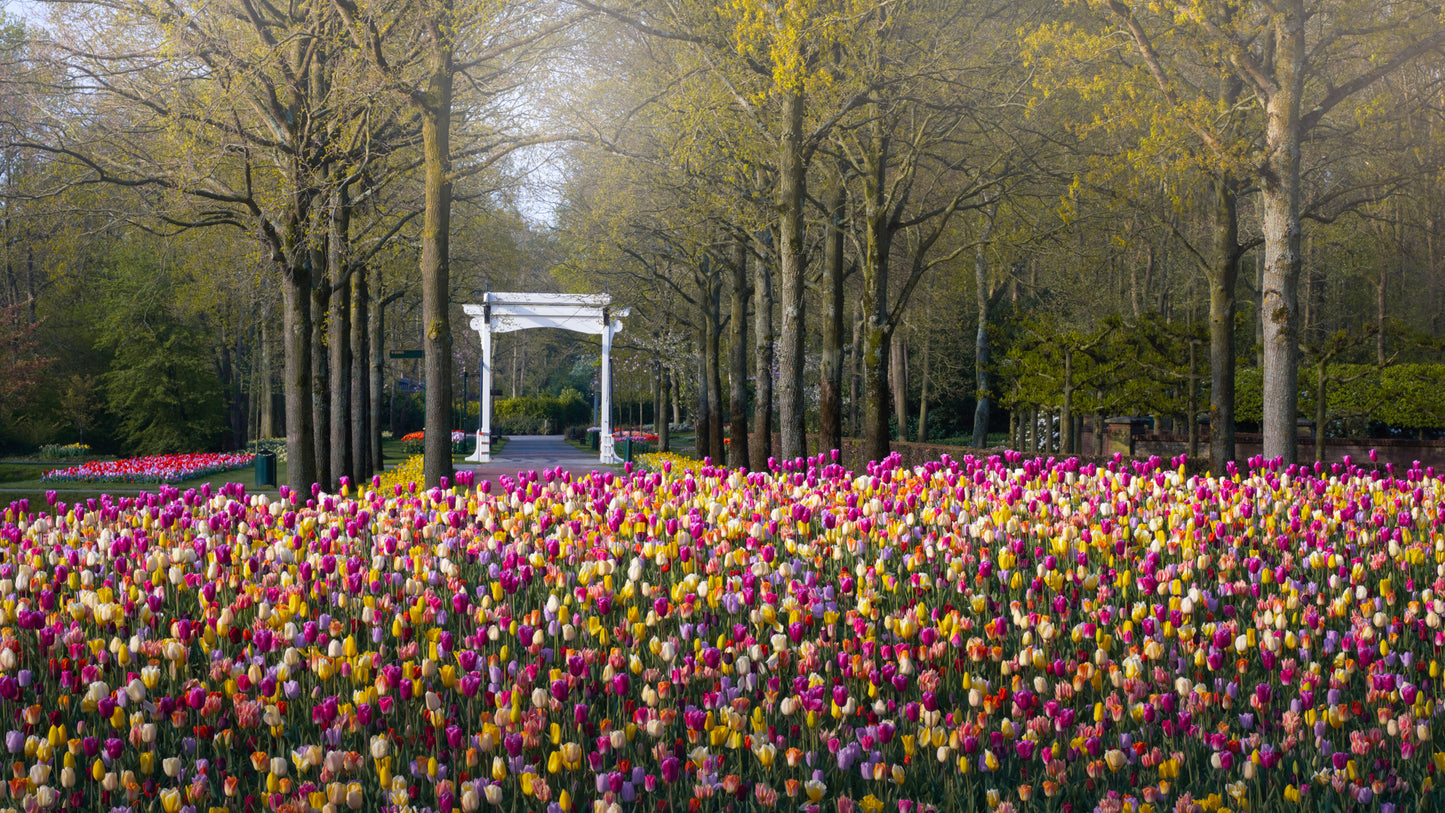 Empty Keukenhof Series #13
