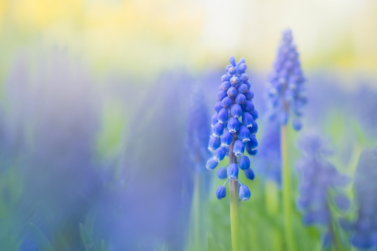 Empty Keukenhof Series #19