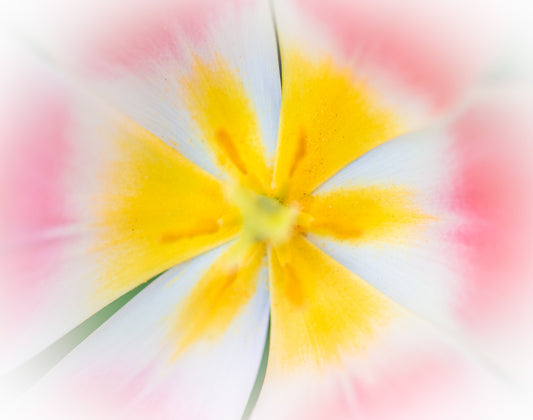 Empty Keukenhof Series #23