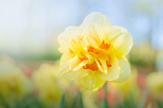 Empty Keukenhof Series #27