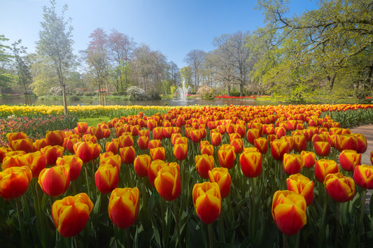 Empty Keukenhof Series #6